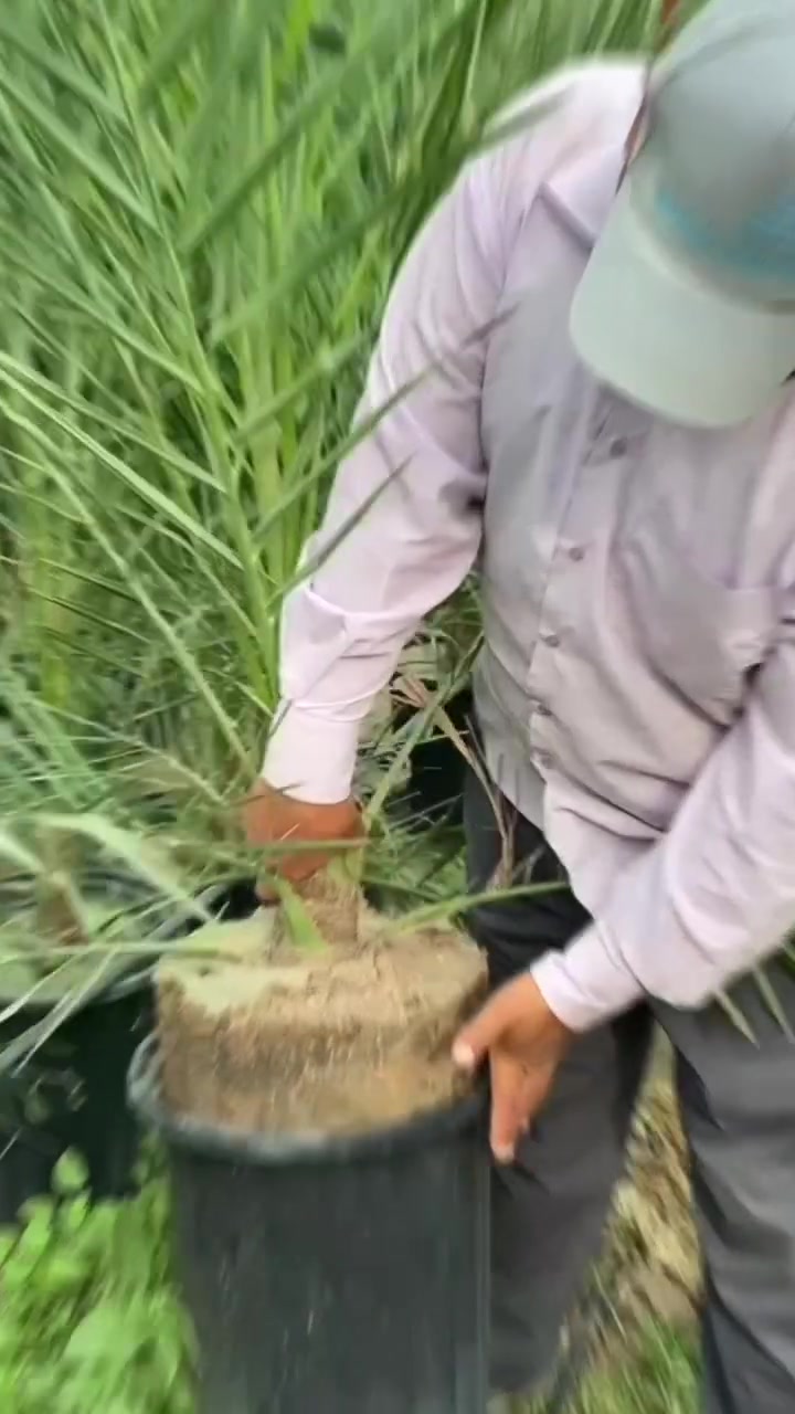 فسائل نسيجية • جذور صحية • ناصرية الحولي