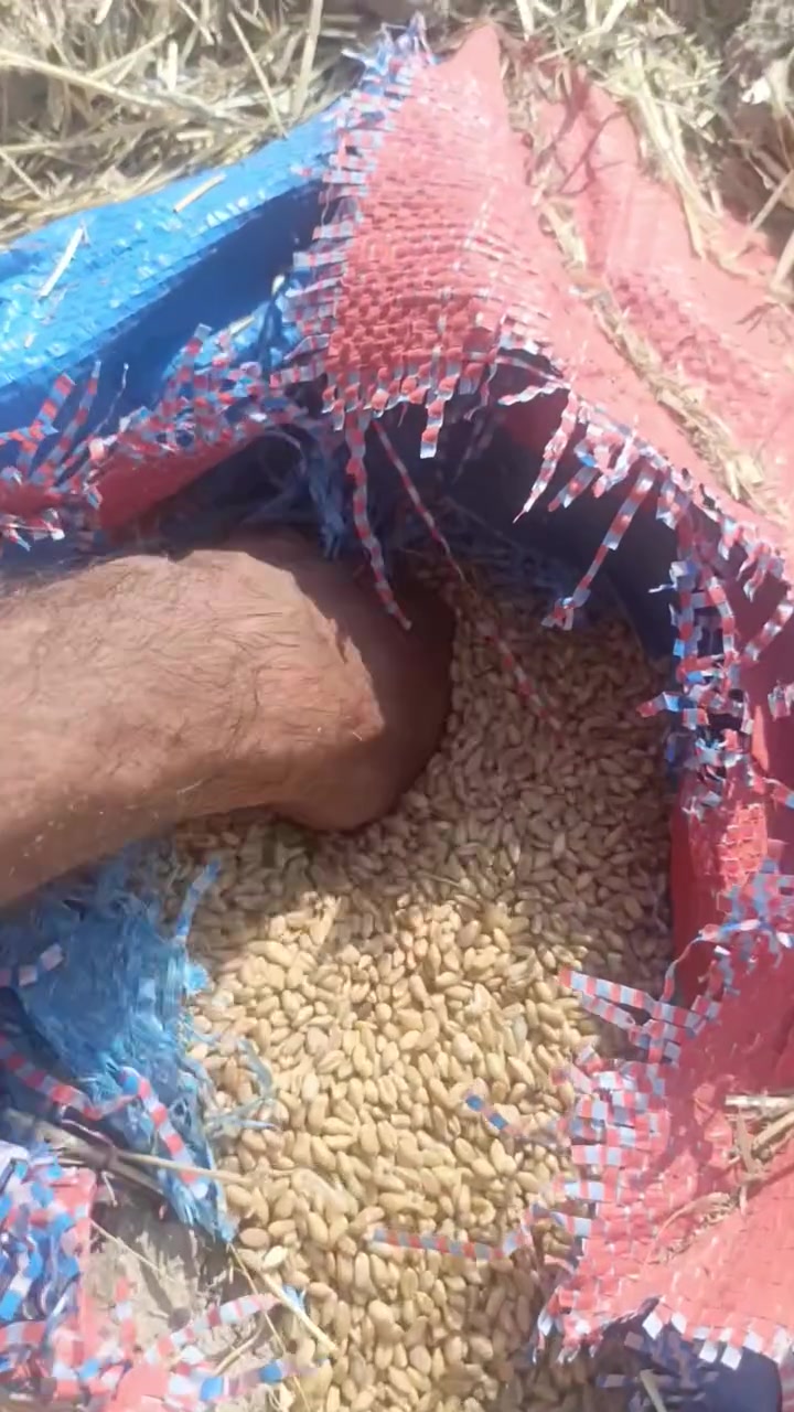 حنطة • ٥ طن • بنت المغلف