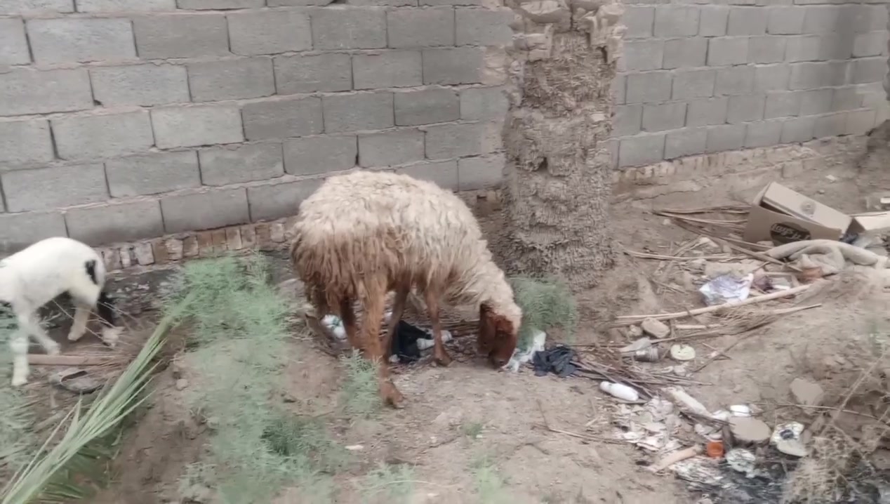 نعجه مطفل • رابع بطن • طلي ذكر