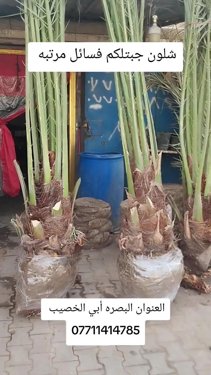 البصره • أبي الخصيب • ديكور بيت