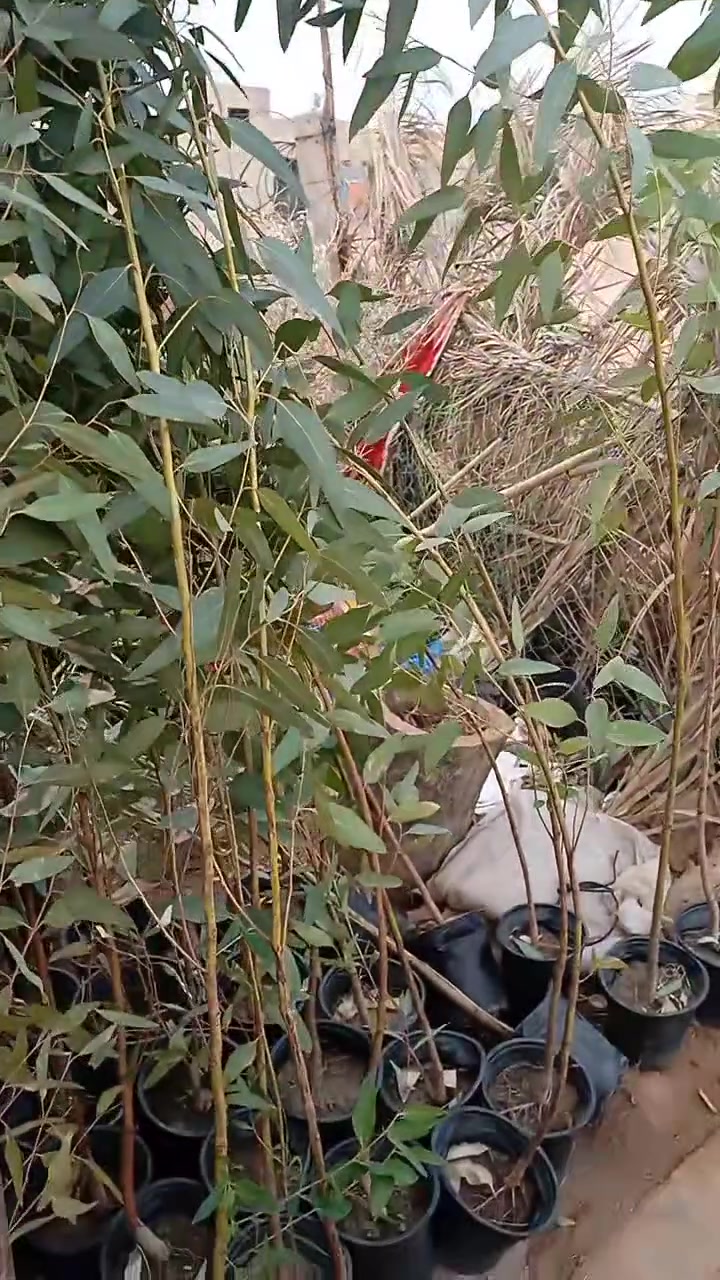 مشتل الكبيسي • متوفر