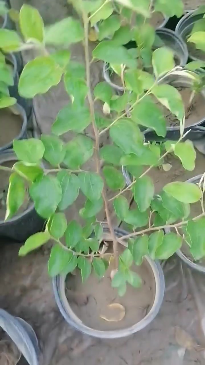 🌳 مشتل الحرية الزراعي👨‍🌾 : عادل الجبوري

🌿 متوفر  شتلات السدر مطعمه درجه اولى لبيع جملة مفرد 

✅ تفاحي بصراوي✅ عرموطي تايلندي✅ باكستاني أحمر✅ عرموطي بدون نواة✅ تفاحي رئاسي

🌱 شتلات قوية ومضمونة، مناسبة للحدائق والبساتين والمشاريع الزراعية.والاستثمار 

📍 : النجف الأشرف – ناحية الحرية
📍 : بغداد – الكريعات جمله فقط ***********
