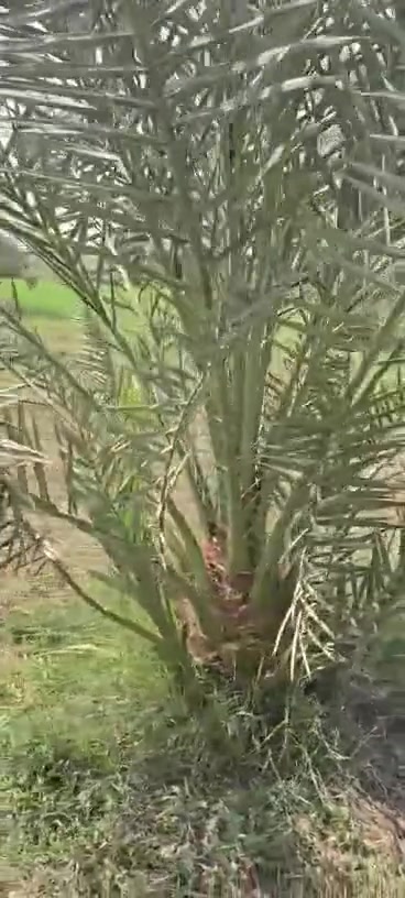 للاستفسار الاتصال واتساب ***********
السلام عليكم متوفر ام ايات برحي اول سنه يبشرن العمر ثلاث سنوات ونص عدد اثنين فقط وضمان الصنف لحين الاثمار مره ثانيه الراغب بالشراء العنوان بابل طفيل عمود 317
