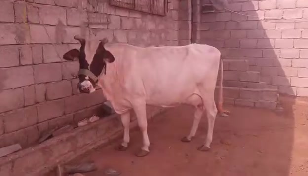 ابقره • حليب ١٥ كيلو • نادره