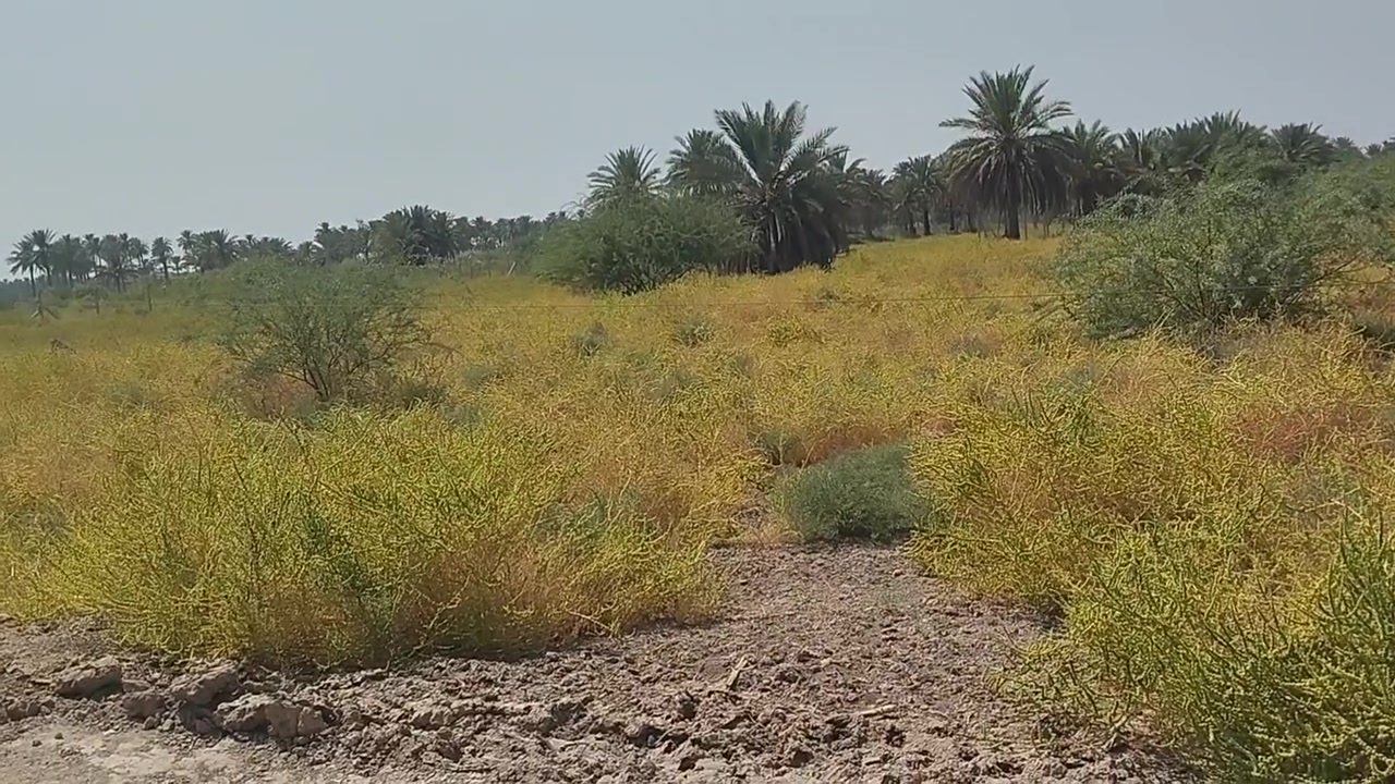 ارض زراعيه للبيع سند 25 مساحه 11دونم بيهه 50نخله منوعه كافة الخدمات ماء اساله  كهرباء وتبليط ماء  سقي سيح تصلح زراعه وسكن وأي مشروع  الموقع ناحية النيل قرب محطة وقود النيل تفاصيل اكثر زيارة مكتب عقارات الساقي ناحية النيل أو الاتصال بنا بالرقم المذكور *********** نصير مارد العماري
