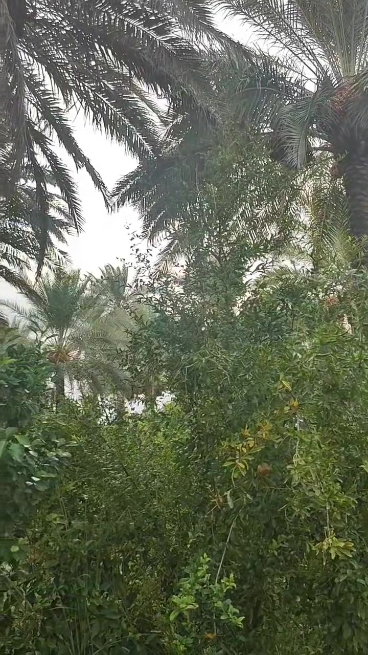 بعقوبة بهرز العباره • ١٠ دونم • طابو زراعي سند ٢٥
