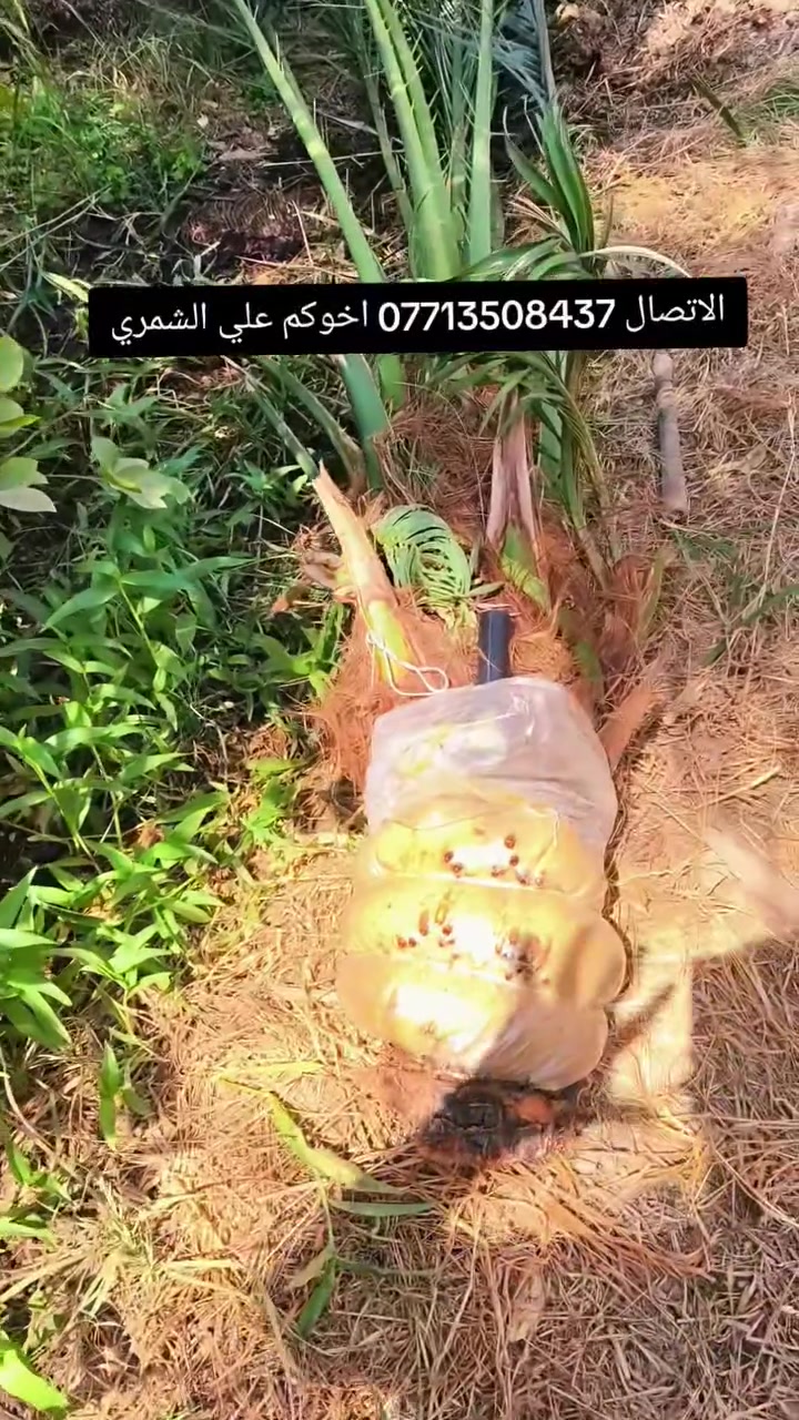 السلام عليكم بتاريخ/ 17/8/2026/تم قلع  فسائل برحي مجذر من تحت الام للاخ ابو حيدر  ايضا يتوفر فسائل برحي مجذرة احجام خشنة  وفسائل مجهول هذا بوصل ضمان لحين الاثمار  القلع بحضور المشتري الي راغب بالشراء عنواني واسط الصويرة لاتصال  *********** علي الشمري البيع النخيل
