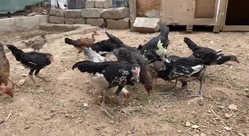 فرايج • ١٠ زوج • ملقحات كامل