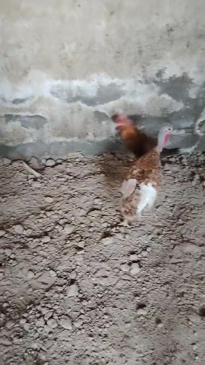 أرانب • فحل • ٣ إناث