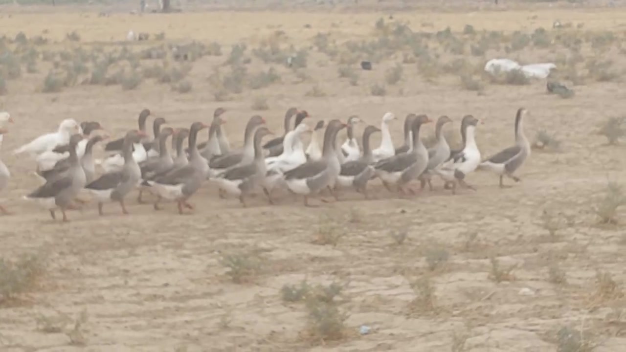 شلع • ٣٥ زوج • قفل