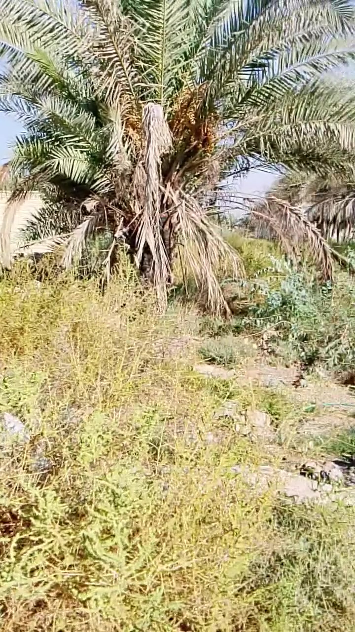 ١٠٠م • عقد زراعي • حي البساتين