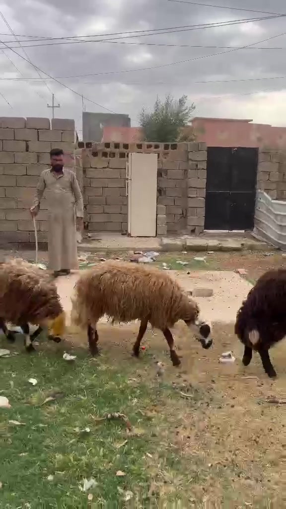 رخصة الادمن • ٣ أشهر • شهرين