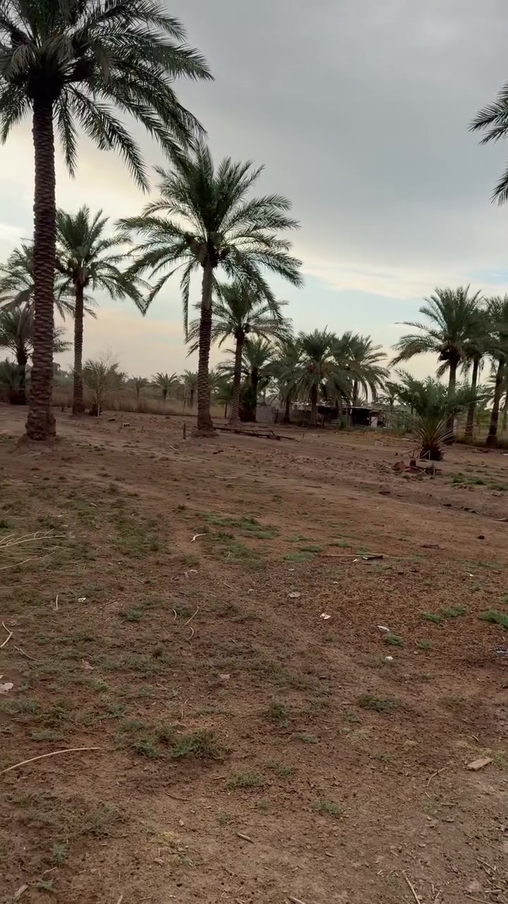 دونم ونص بستان طابو ملك صرف تحويل مباشر ب اسم المشتري
ماء وكهرباء وكافة الخدمات وجه البستان عالشارع الموقع الراشدية المراسمة
0771252236
