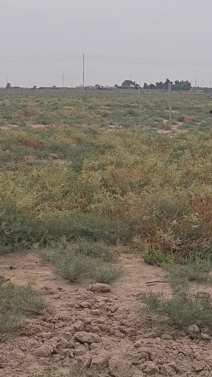 ٩ نيسان • دونم وربع • نخل وبئر