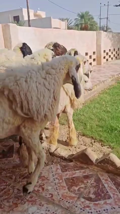 فطايم كريشيات خط اول العدد 10المكان كوت الدجيلي واكو خدمة توصيل والشراي يتصل ****************************

