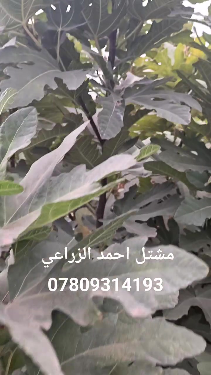 تين عسلي • تين تركي • الانبار حديثه