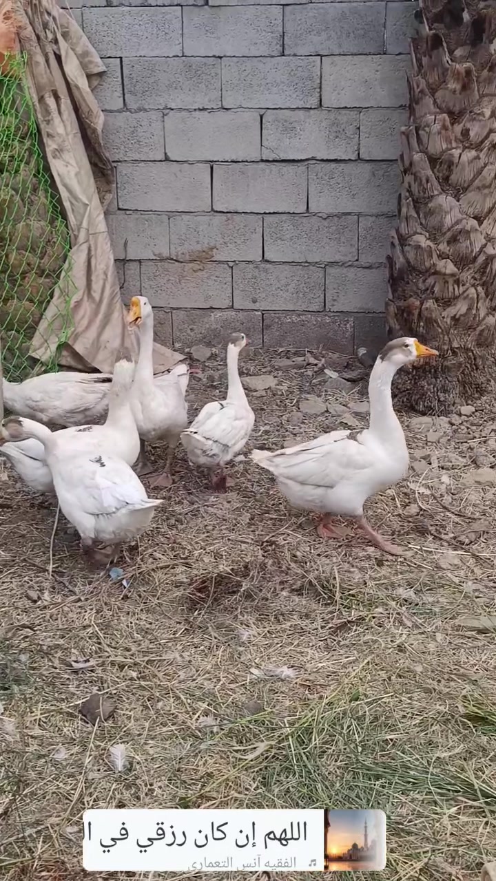 بطوط • ميسان • ذكر٢أنثى٤