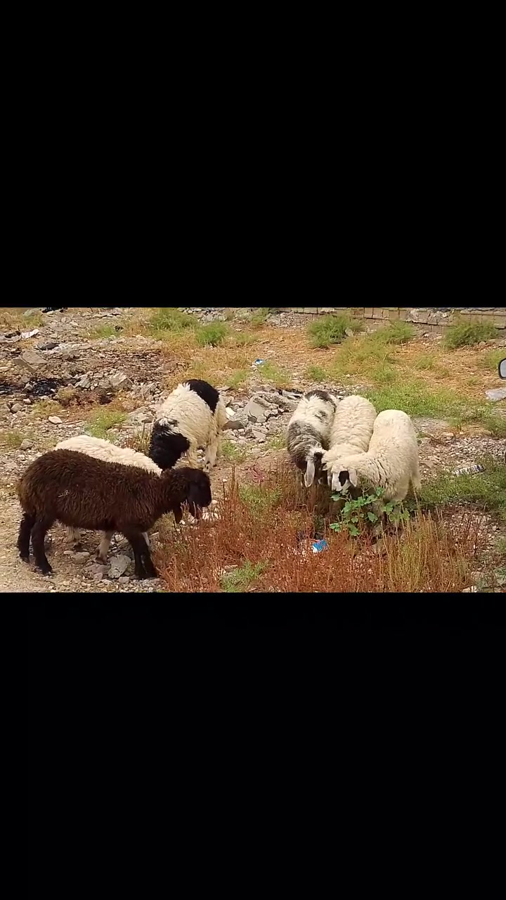 للبيع فحل ونثيه ***********
