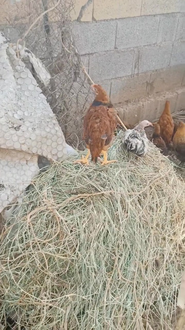 فراريج عرب • عمر ٤ أشهر • كمية محدودة