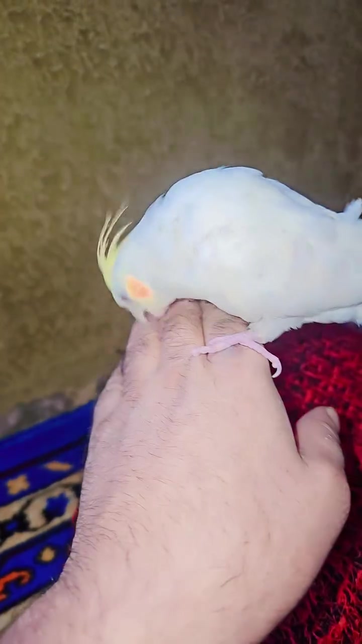 ***********
