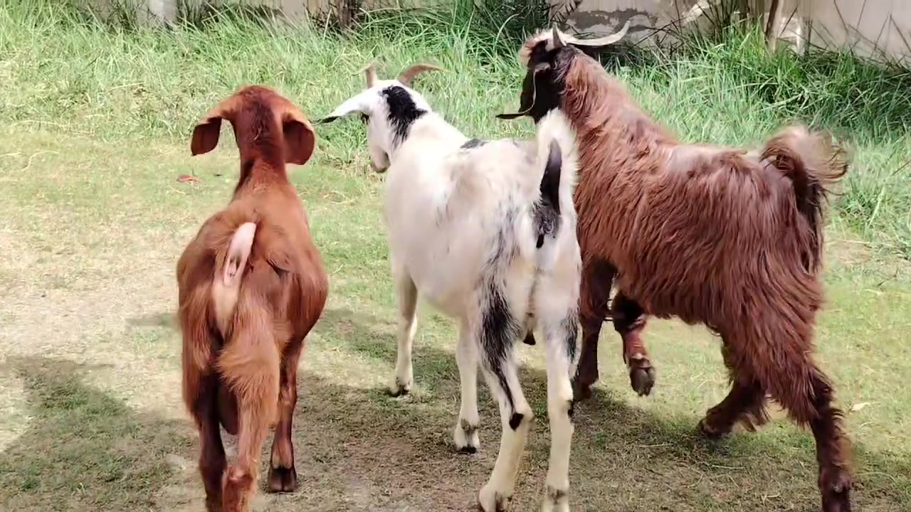 عنز • مكفولات • بيجي