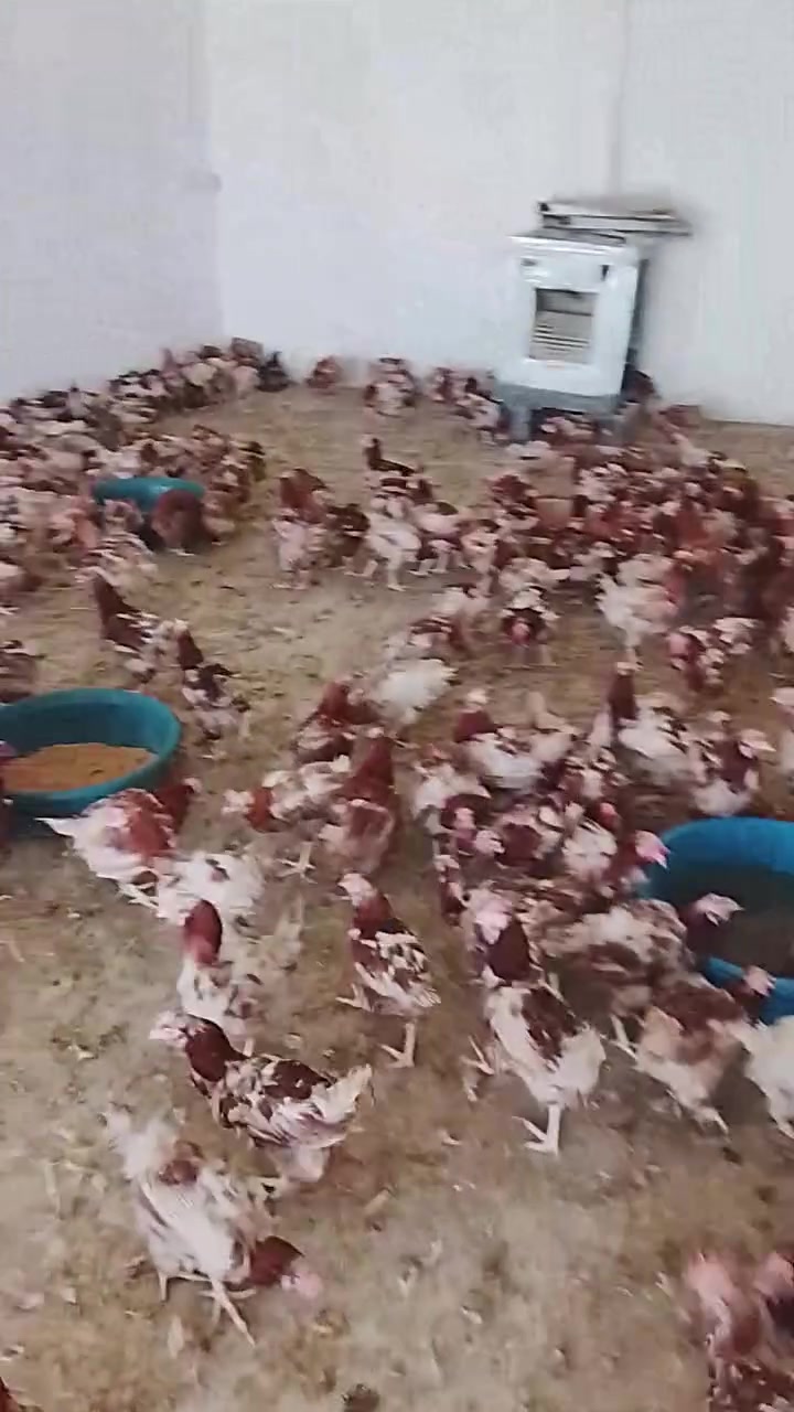 اخوان دجاج احمر بياض ضلت كميه قليله سعر دجاجه 3 مكاني حي صناعه مجاور مدرست المكارم الي يحب يتصل رقم الهاتف ***********
