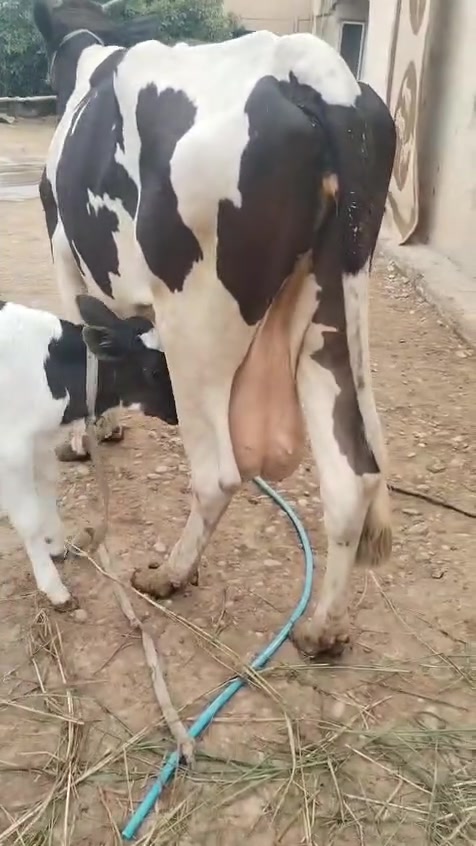 بقرة • حليب مضمون • دسامة