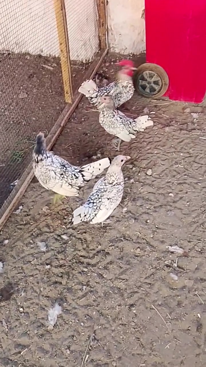تخم اسباني • بابل ابو غرق