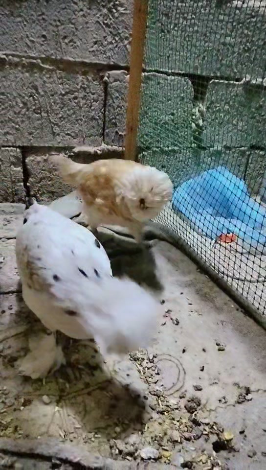 دجاج زينة • صغار • بغداد سبع قصور