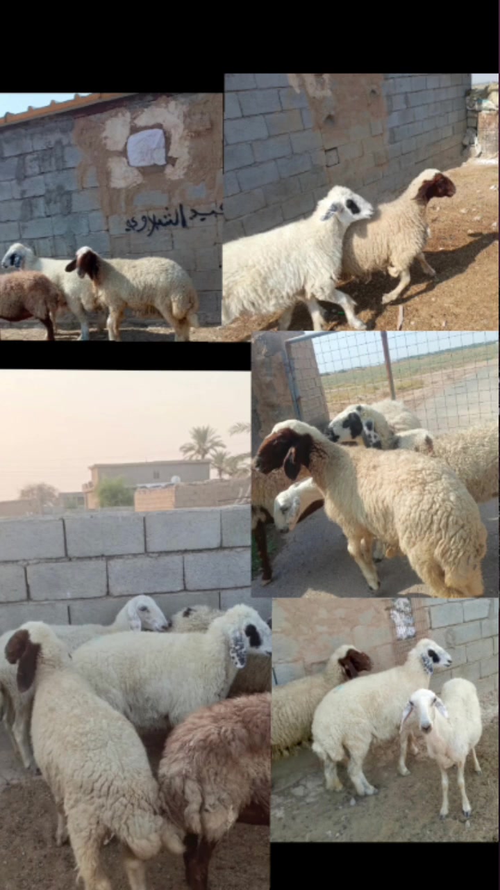 بسم الله ما شاء الله متاح للبيع  العدد 4 حلال درجه اولى كله على اول بطن وثاني بطن وين اللي يدور درجه اولى عشر فوق الثلاث اشهر خير من الله وين الجنه  عمي حلال خير من الله مكانه بغداد المشاهده قرب التاجي السعر خاص وين الجنه  عمي اللي تدور اصايل وحلوه (‪***********
