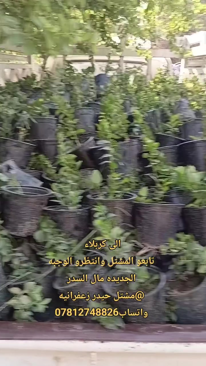 مشتل حيدر • زعفرانيه • سدر