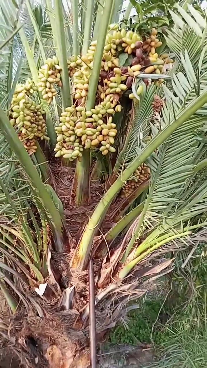 العنوان واسط عزيزيه ***********
