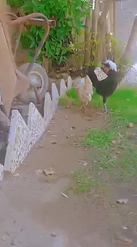 ***********. للاتصال ع رقم للبيع. دجاجه وديك
