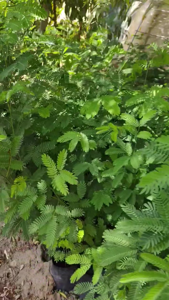 🌳 شجرة الألبيزيا المميزة متوفرة الآن 🌿
💚 شتلات قوية ومناسبة للتشجير والحدائق
📏 الارتفاع: متر تقريبًا
💰 السعر: 1,500 دينار فقط
📦 جملة ومفرد — وبأسعار مدعومة لحملات التشجير 🌱
📍 العنوان: تكريت – شارع الباشا، قرب برج آسياسيل
📞 ***********
📲 الاتصال والواتساب متوفر
🌱 ازرع اليوم… واستمتع بظلها وجمالها غدًا 🌳
