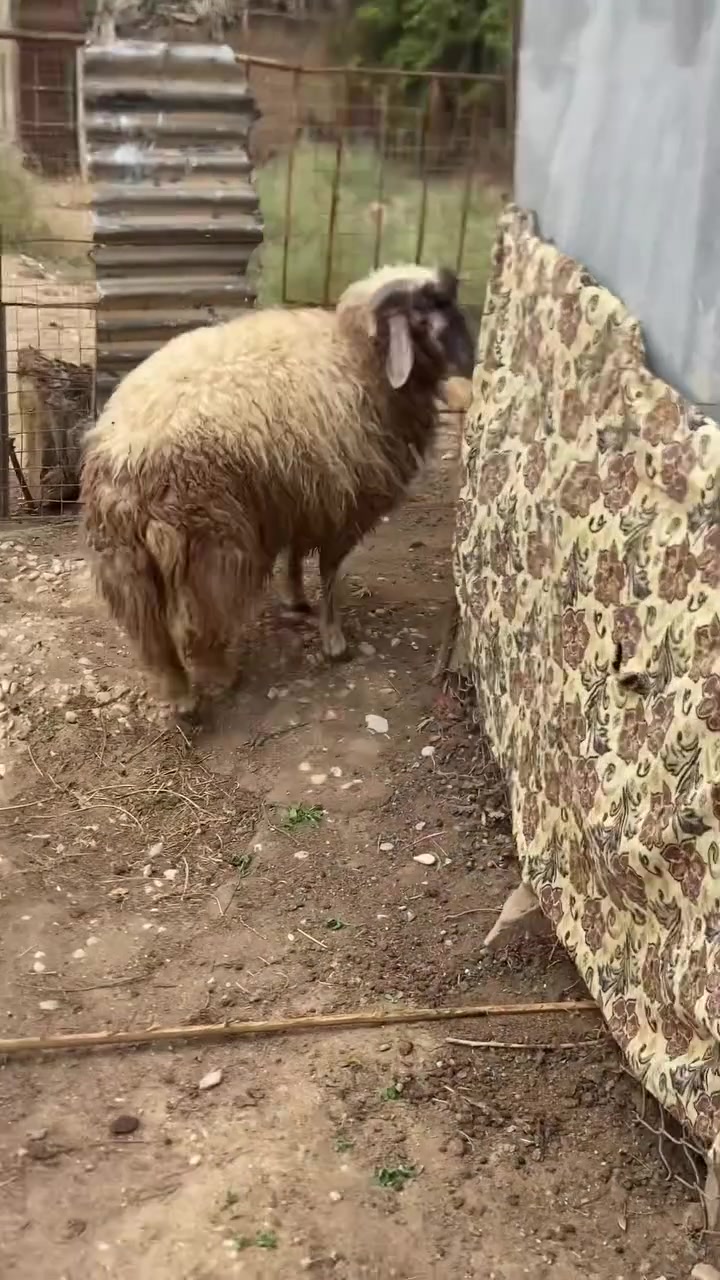 فحل • ما مبدل • حديثه