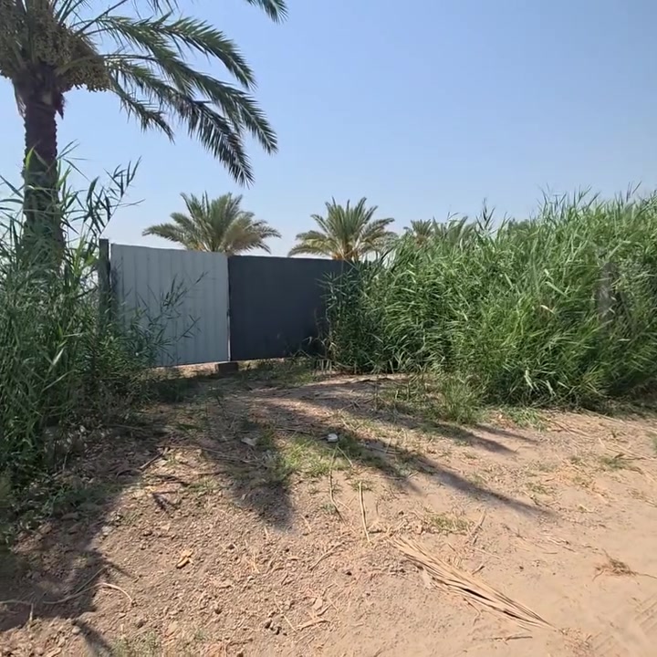 السلام عليكم ورحمة الله وبركاته🫱🏽‍🫲🏻
متابعينا الكرام 👥
ارض طابو سند 25 المساحه"اربع دوانم"🌹
يتوفر فيها نخيل 🌴وحمضيات🌳 وماء للسقي💦 وتكون مسيجه بالكامل ⛩️الشارع ست مترات🛣 على السوك ومدارس وخدمات👌🏻
العنوان: الشيخ حمد_عيادة دكتور سليمان🏨_قرب مدارس الشيخ حمد🏫
للاستفسار الاتصال على الارقام الاتيه كورك: ***********📞
اسيا : ***********📞
#مَكتب_ديرتنا_للعقار 🏢
#بإدارة_أحمد_أبومصطفى 🌹
