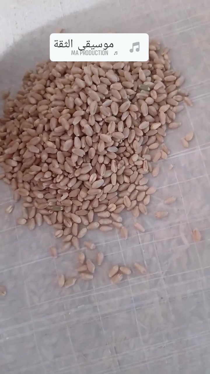 السلام عليكم
حنطه نزار بنت المغلف 
اسبانيه مشروطه 
اجوت اصناف الحنطه
انتاجيه عاليه 
العنوان  بابل الحمزه الغربي 
قرب معمل السكر 
الخط الدولي السريع 
استفسار ***********

