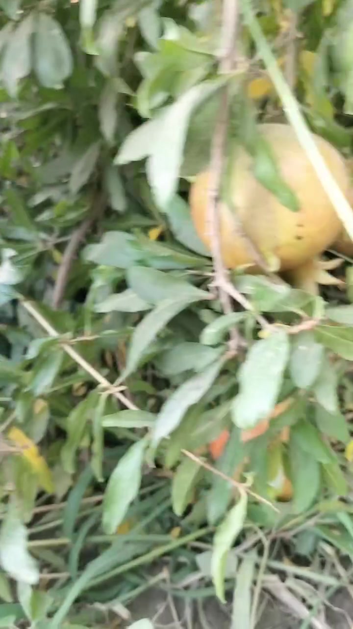 سڵاو رێز تاچەند لە مشتل میران سفەیە رازینە راوبۆچونی خۆتان بنوسە بۆمان
بۆ هەرپرسیاری کە هاتنە دەتوانن پەیوەندییەکانت بە مشتل میران سفەیەوە بکەن ***********
***********
***********
***********
