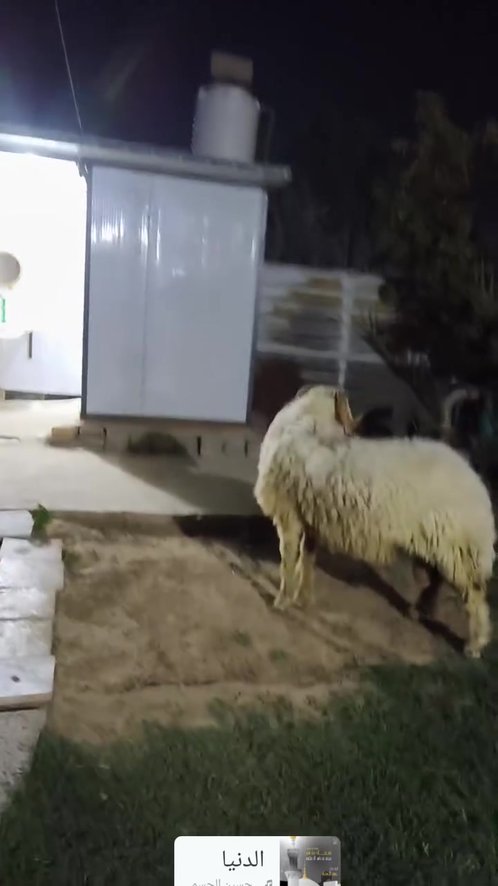 السلام عليكم فحل للبيع بعده طلي توه مبدل سنين مكاني لتاجي باب الاول ***********بي وتساب
