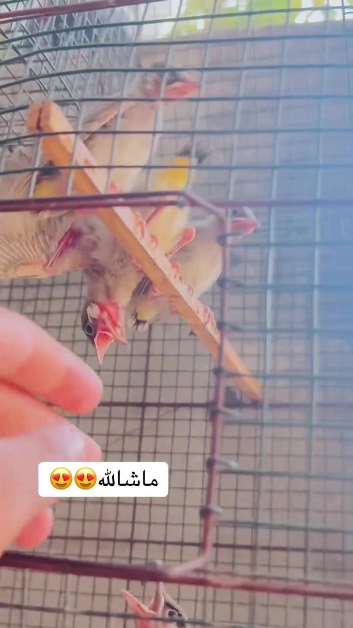 ماشالله تبارك الله بيچو بلبلي دياله ي زور جوان به رده سته به شه رت فول فولن ماله كه خوي دياره كي ويستي تيل بكا  ***********
