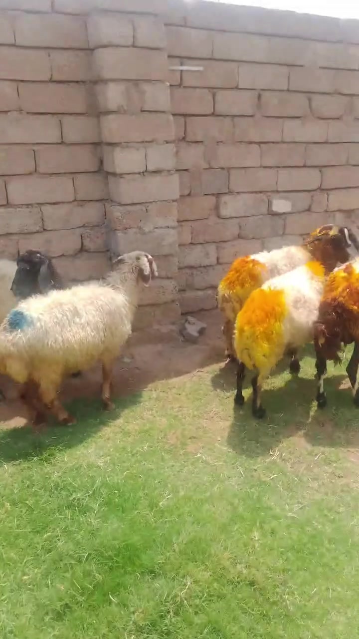 سلام عليكم يوجد غنم وراجين وبيها عشر ومحنيات للبيع مكاني بيجي رقم الهاتف ***********
