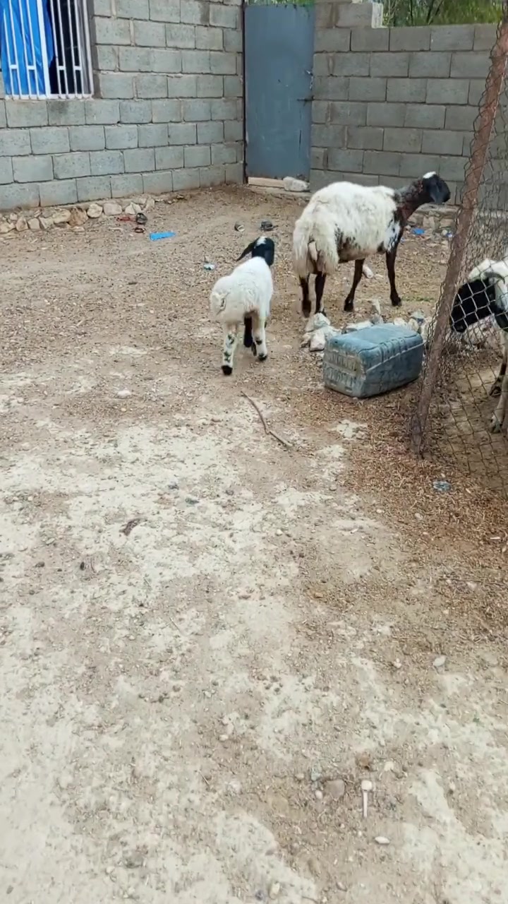 كركوره • دسامه نافضة • توصيل
