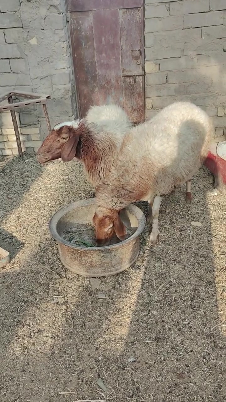 نعجات ٢ • مضاريع • ناصريه البطحه