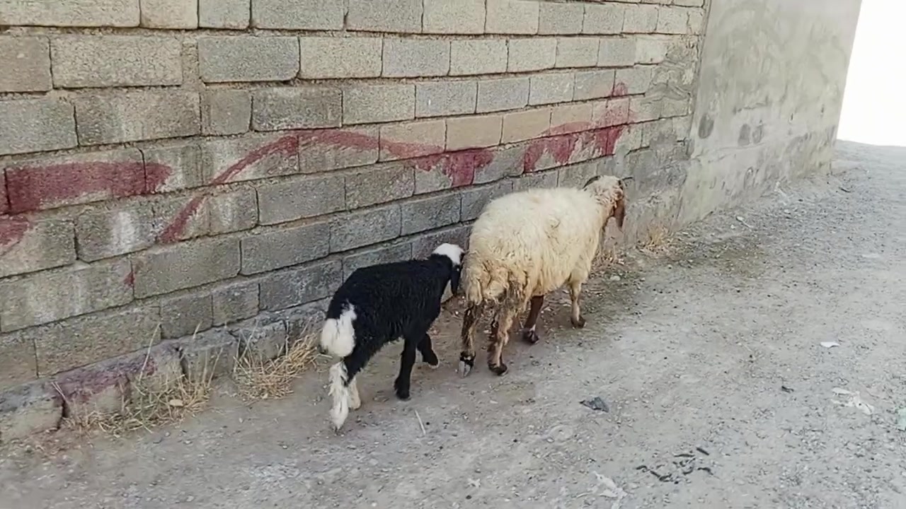 يوجد مطفل للبيع المكان بيجي حي العصري رقم الهاتف ***********
***********
