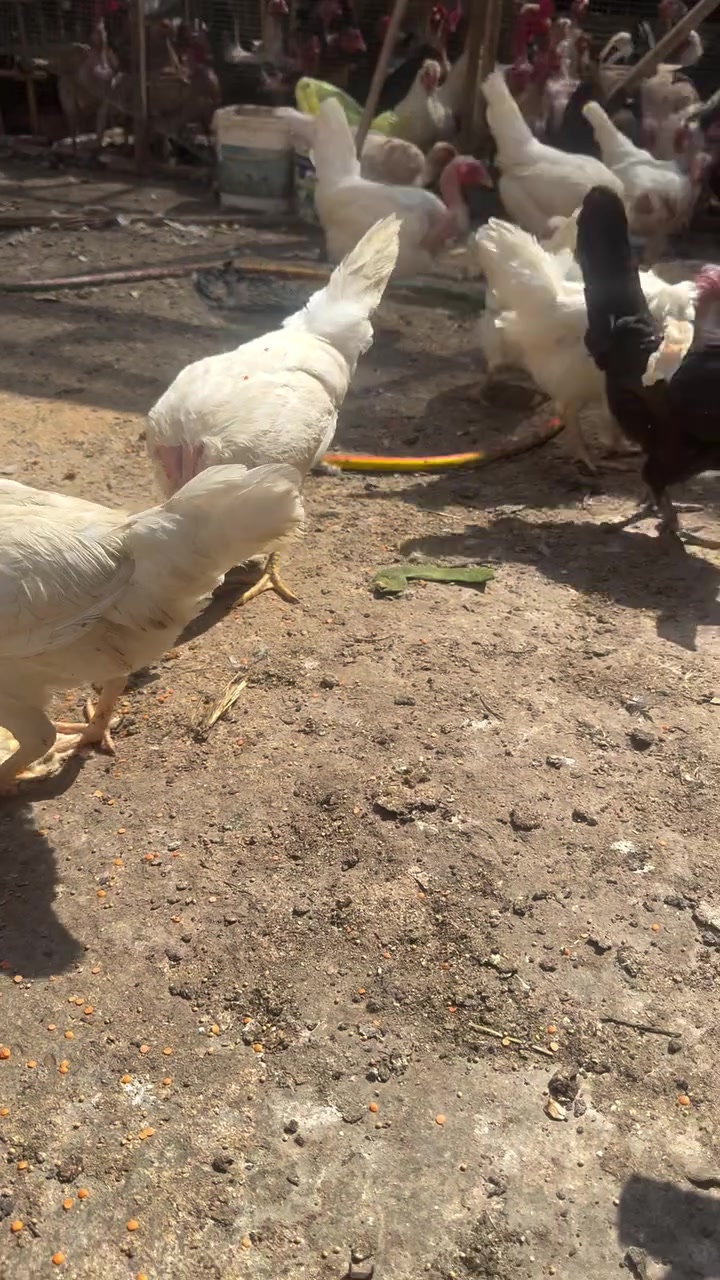 متاح فروجات عرب عدد ١٤ دجاجه امهات ركيبه ووياهن اثنين عرب بس مثل ما موضح الزوج ٢٦ قفل على باب ابياض منا عشر ايام او ١٥ يومً يبيضن مكاني طويريجً حي الظباط ***********
