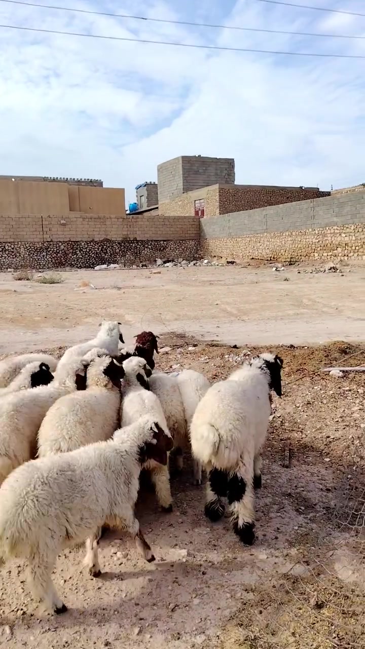 المكان الانبار حديثه يوجد توصيل حسب الانتفاق***********
