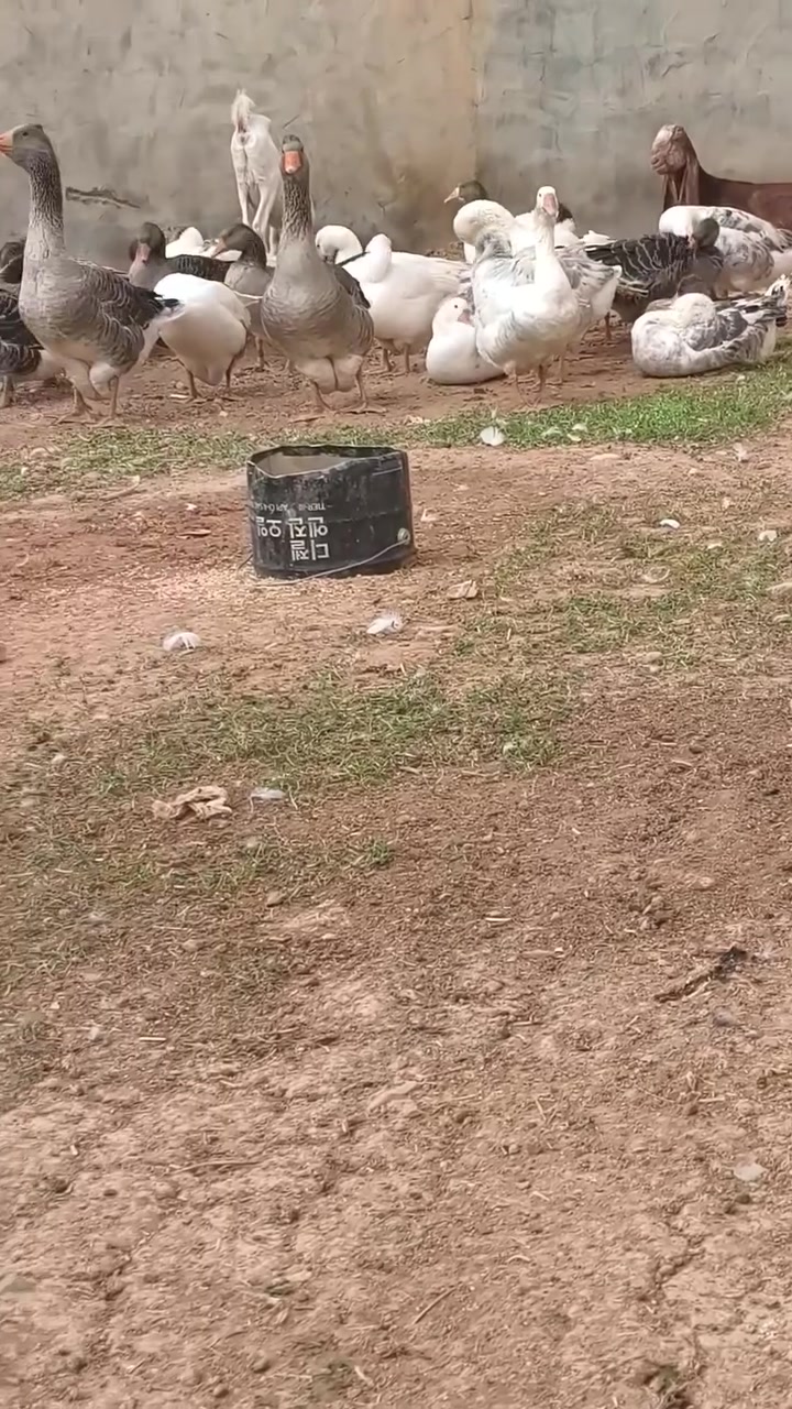قازانە • كەلار • ٢٤ قطعة