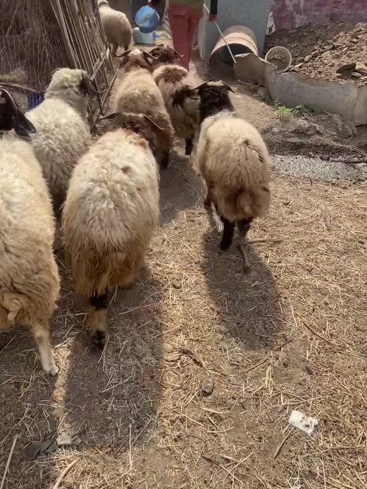 طليان • محلي • ٧