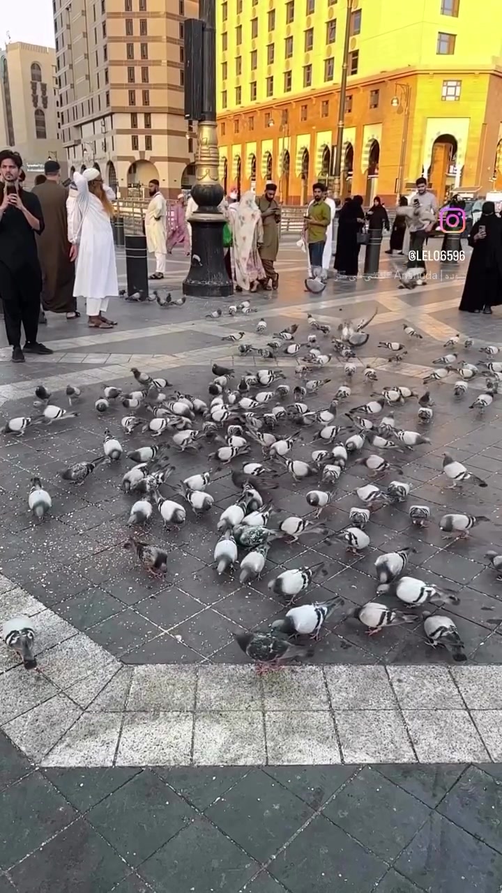#الحمدالله_رب_العالمين
#بعد_نجاح_حملاتنا
#يعلن مكتب حردان لخدمات الحج والعمرة 
عن رحله الى بيت الله الحرام
بناريخ 9/5 
10 ايام 
3 ليالي4 المدينه المنوره المركزيه
6 ليالي 7 مكه المكرمه محبس الجن
بسعر 550 الف 
ضيافه طريق
وجبه طعام فطور و
مبيت في مزرعه حائل
باصات حديثه مكيفه 
سارع بتسليم الجوازات 
العنوان صلاح الدين سامراء حي الضباط 
الاتصال
***********
***********
***********
خدمه ضيوف الرحمن  شرف لنا

