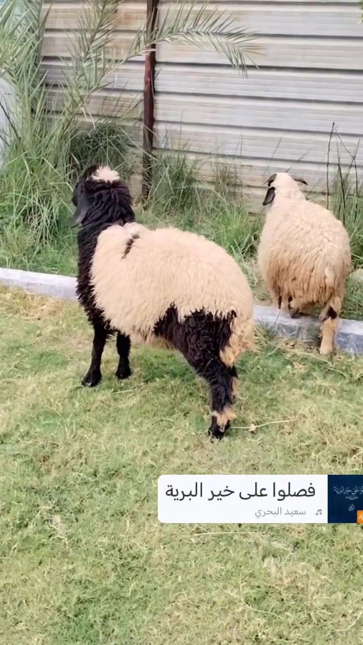 طلي • فطيمه • التاجي منشأة نصر